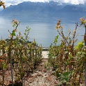 Vignes grelees Lavaux - 086